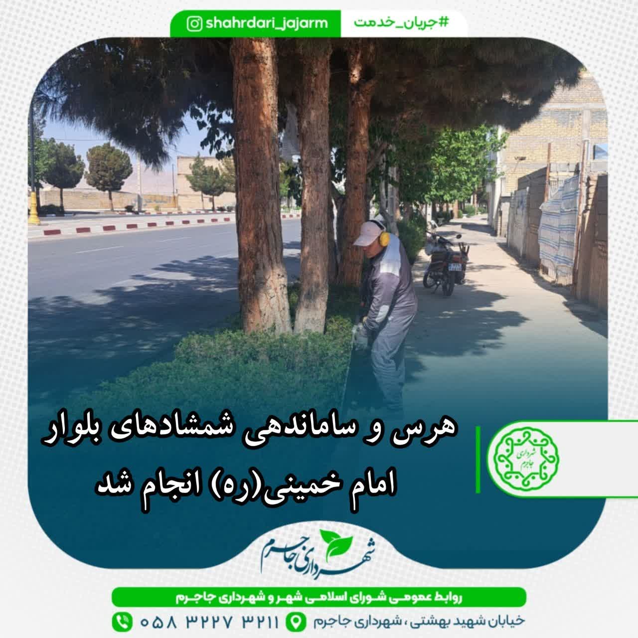 هرس و ساماندهی شمشادهای بلوار امام خمینی(ره) انجام شد